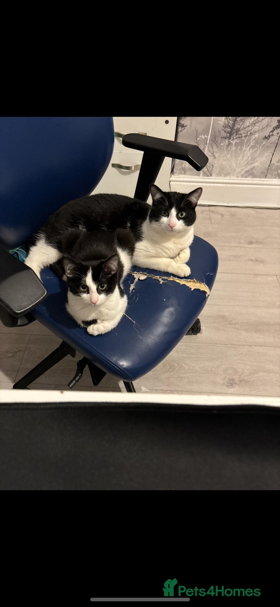 Domestic Shorthair cats for sale: URGANT rehoming  - Image 3