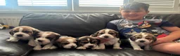 Beagle dogs for sale: Stunning Beagle puppies  - Advert 18