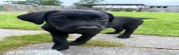 Labrador Retriever dogs for sale: 9 Black Labrador Retrievers   - Advert 5