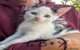 British Shorthair cats for sale: Adorable Black and White Kittens (mixed breed) - Image 4