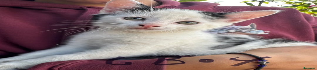 British Shorthair Kitten 2