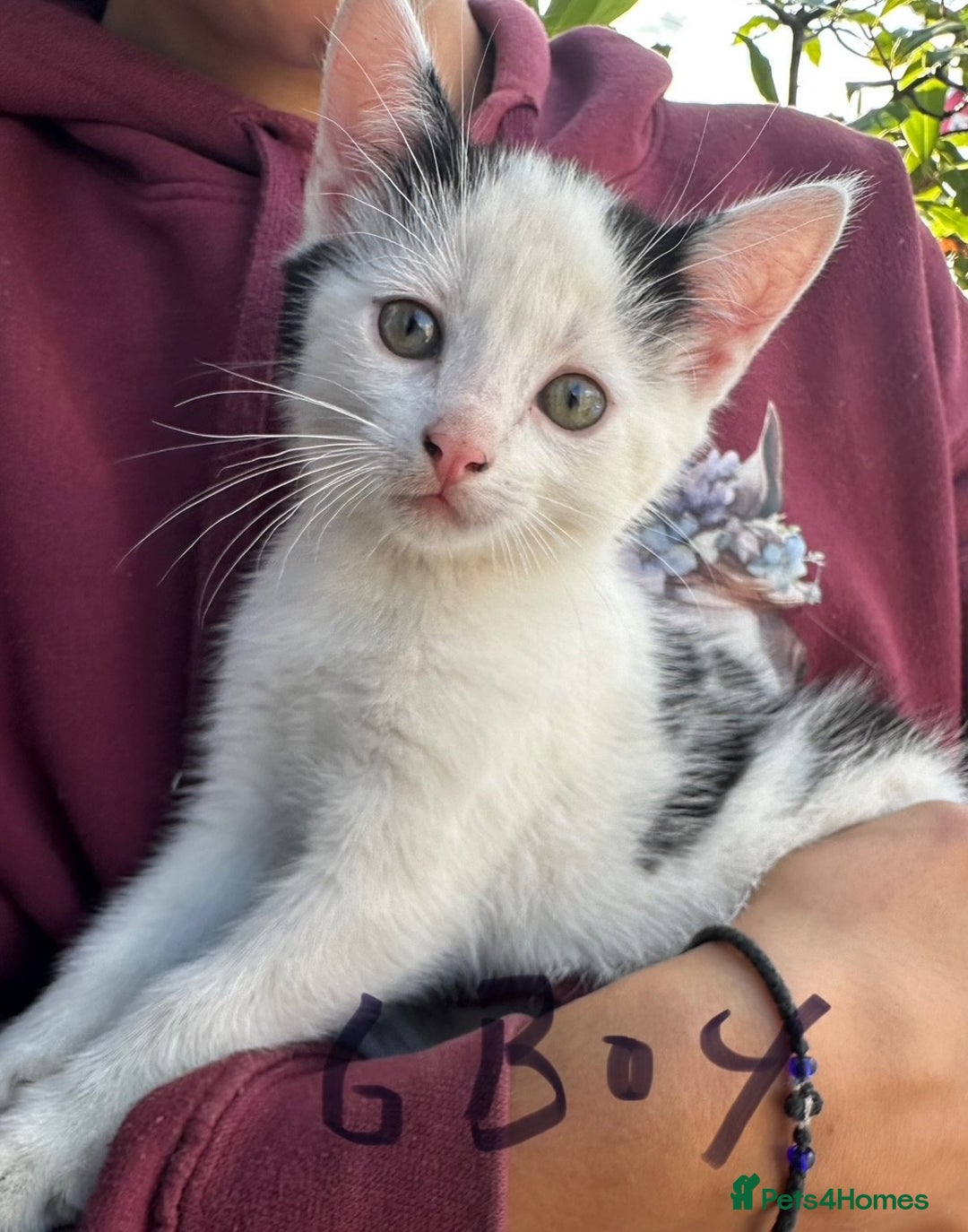British Shorthair cats for sale: Adorable Black and White Kittens (mixed breed) - Image 4