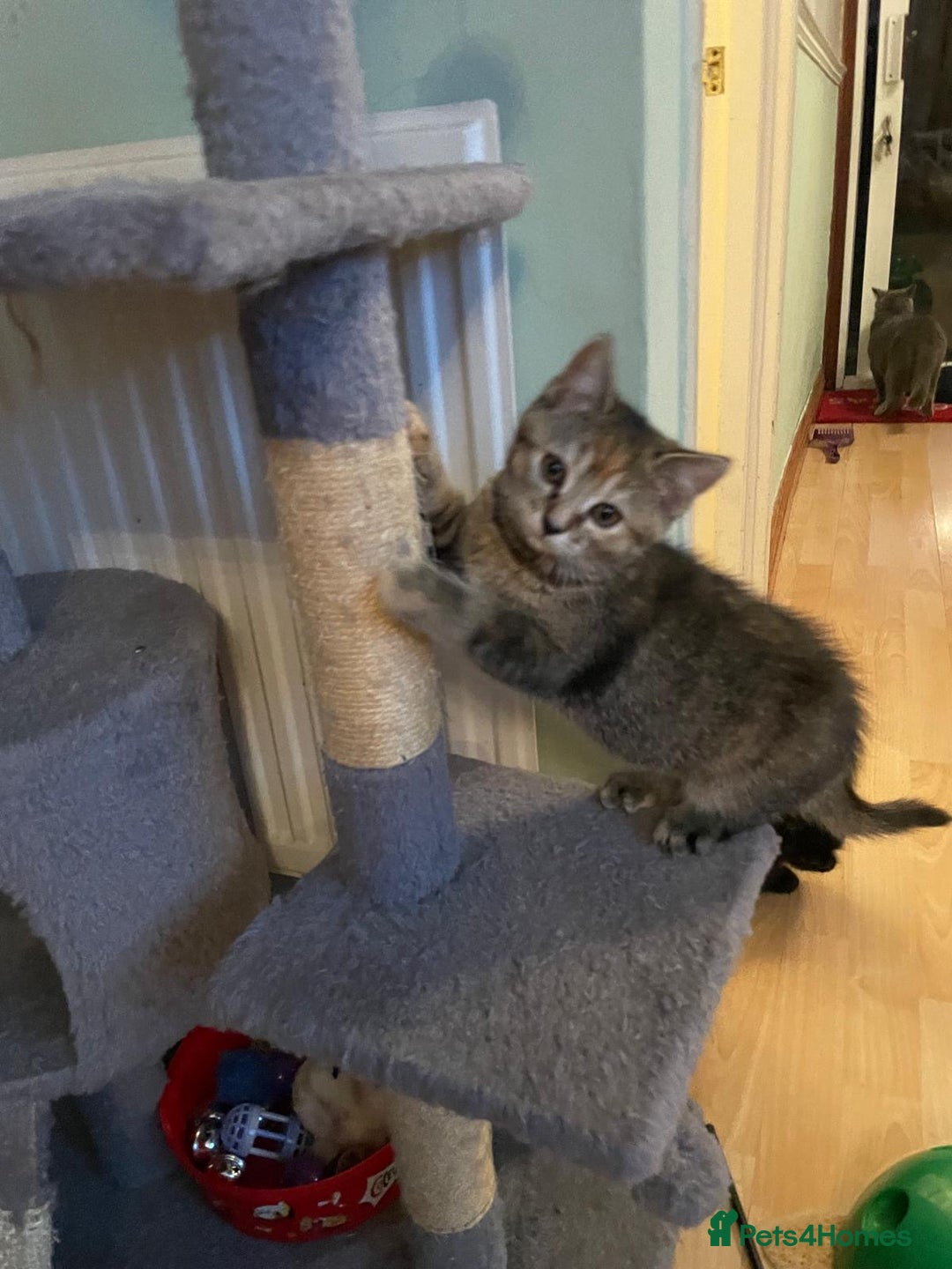 British Shorthair cats for sale: Stunning British short x Bengal  - Image 4