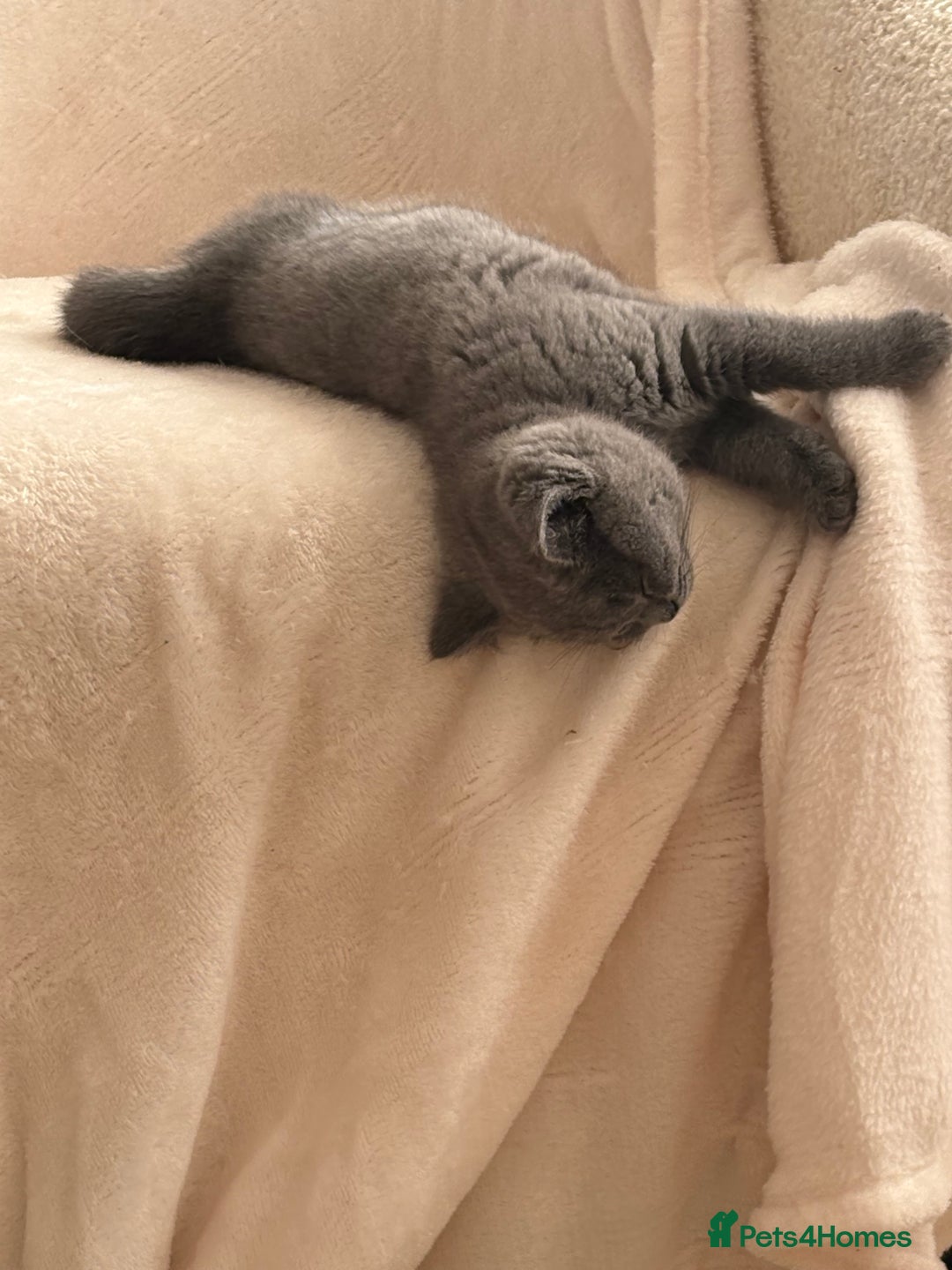 British Shorthair cats for sale: Prudence & pipers babies - Image 9