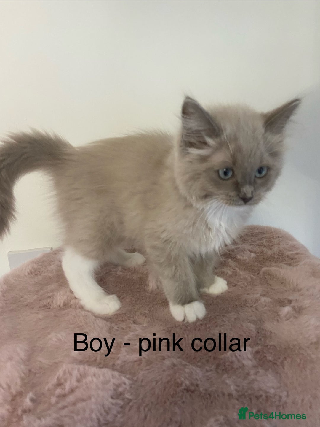 Ragdoll cats for sale: TICA ragdolls cherubim mink sepia solid tabby - Advert 14