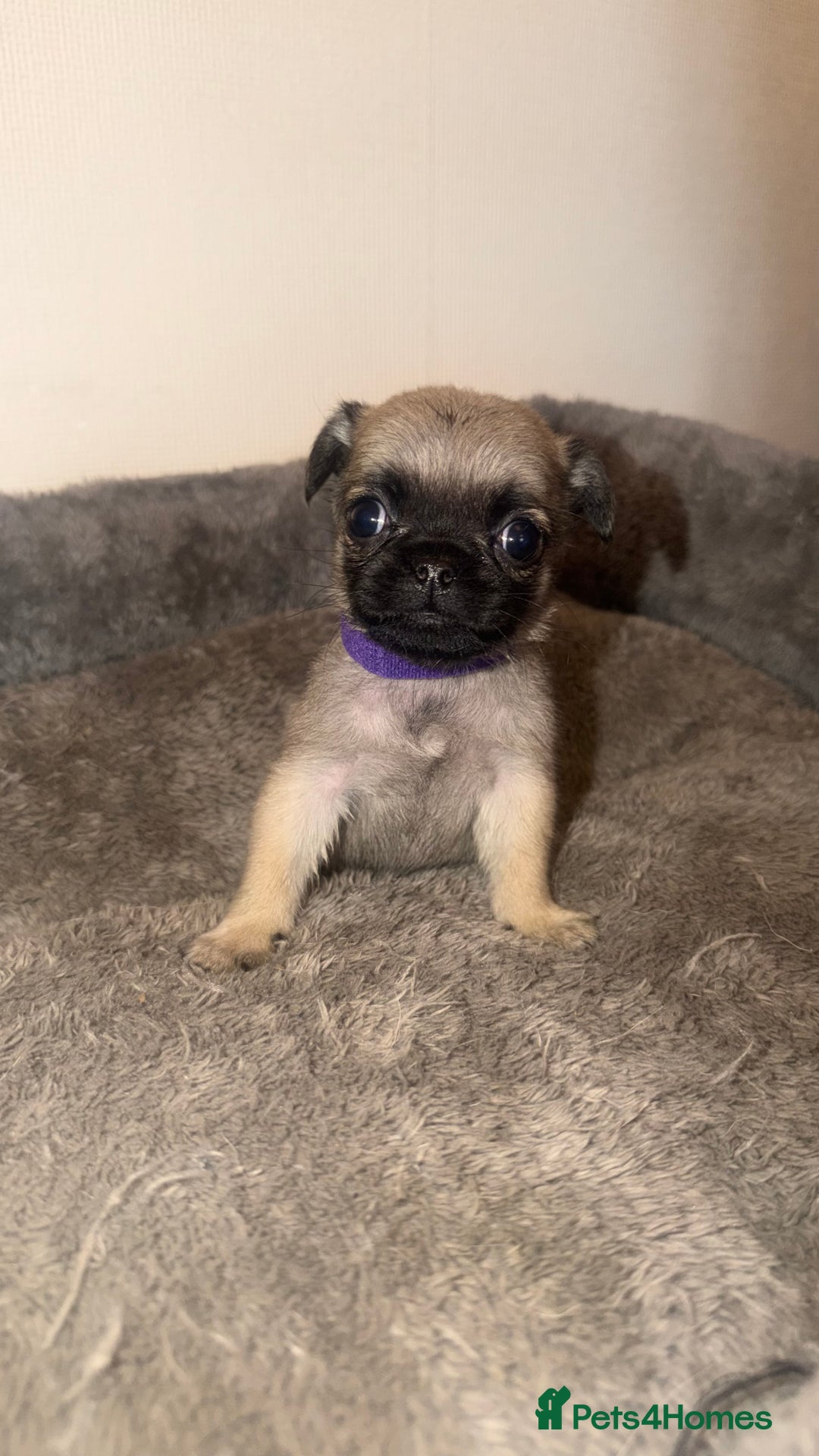 Pug dogs for sale: Beautiful Litter of 6 Pug Puppies, Rare Colours  - Advert 8