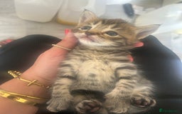 Maine Coon cats for sale: MAINECOON kittens large fluffy  - Image 3
