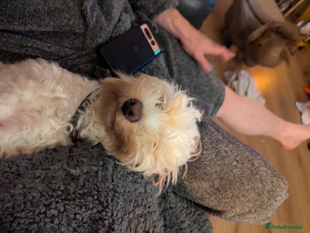 Cockapoo dogs for sale: Beautiful Tilly  - Image 5