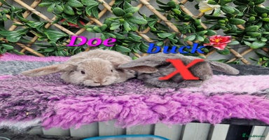 Mini Lop rabbits - Advert 4