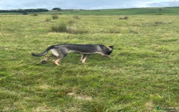 German Shepherd dogs for sale: German Shepherd bitch - Image 2