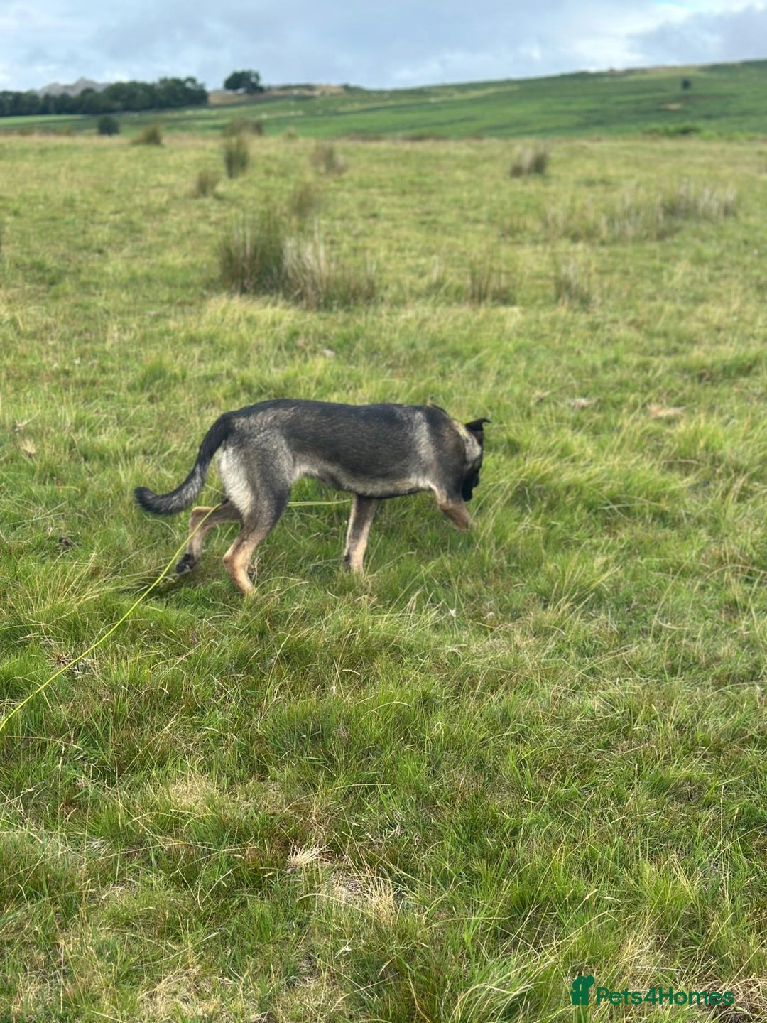 German Shepherd dogs for sale: German Shepherd bitch - Image 2