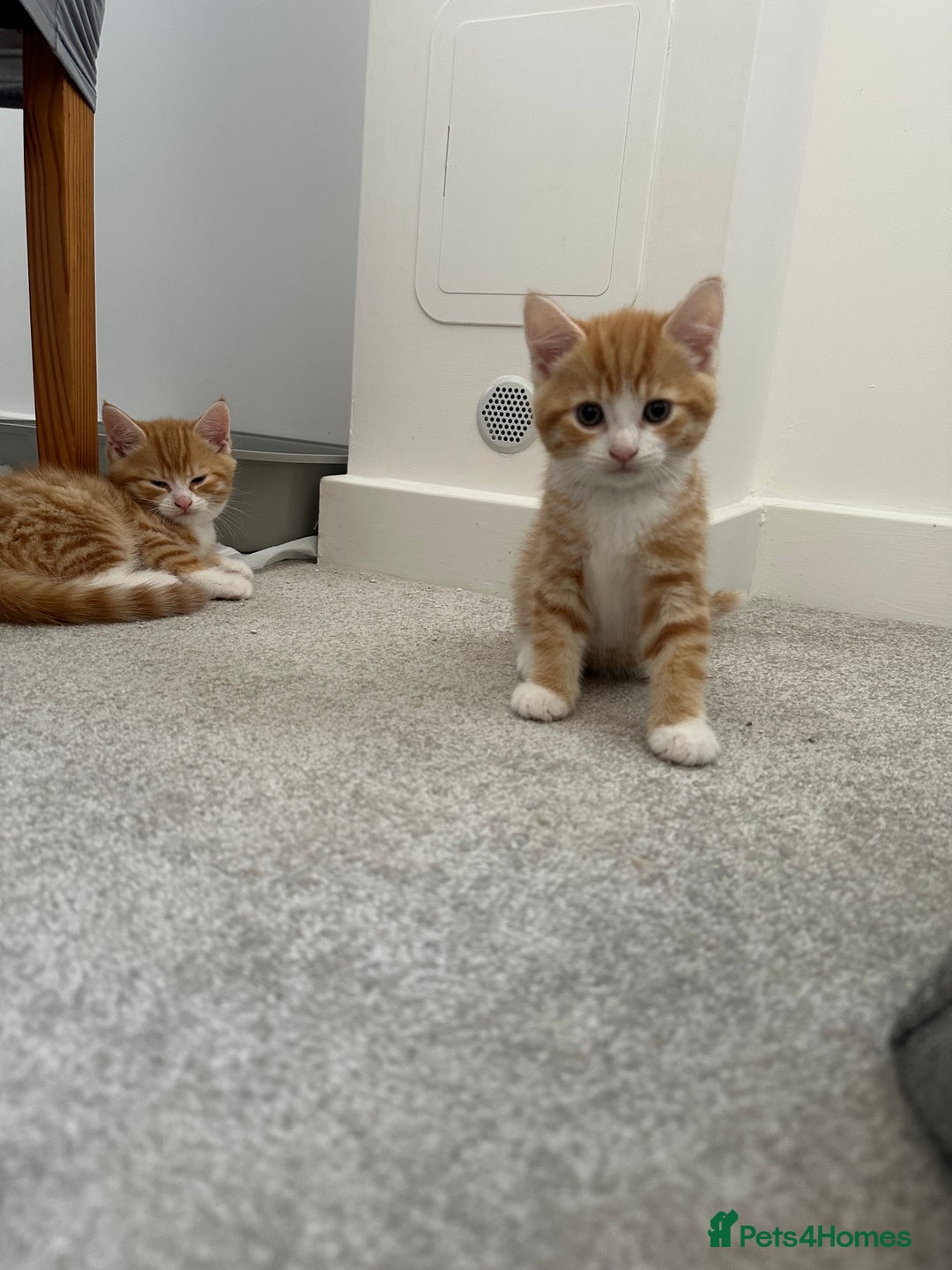 Mixed Breed cats for sale: 1 kitten is reserved only 1 left !!!! £200 - Image 7