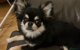 Pomchi dogs for sale: INCREDIBLE Thai/Korean pomchi READY 5th September  - Image 19