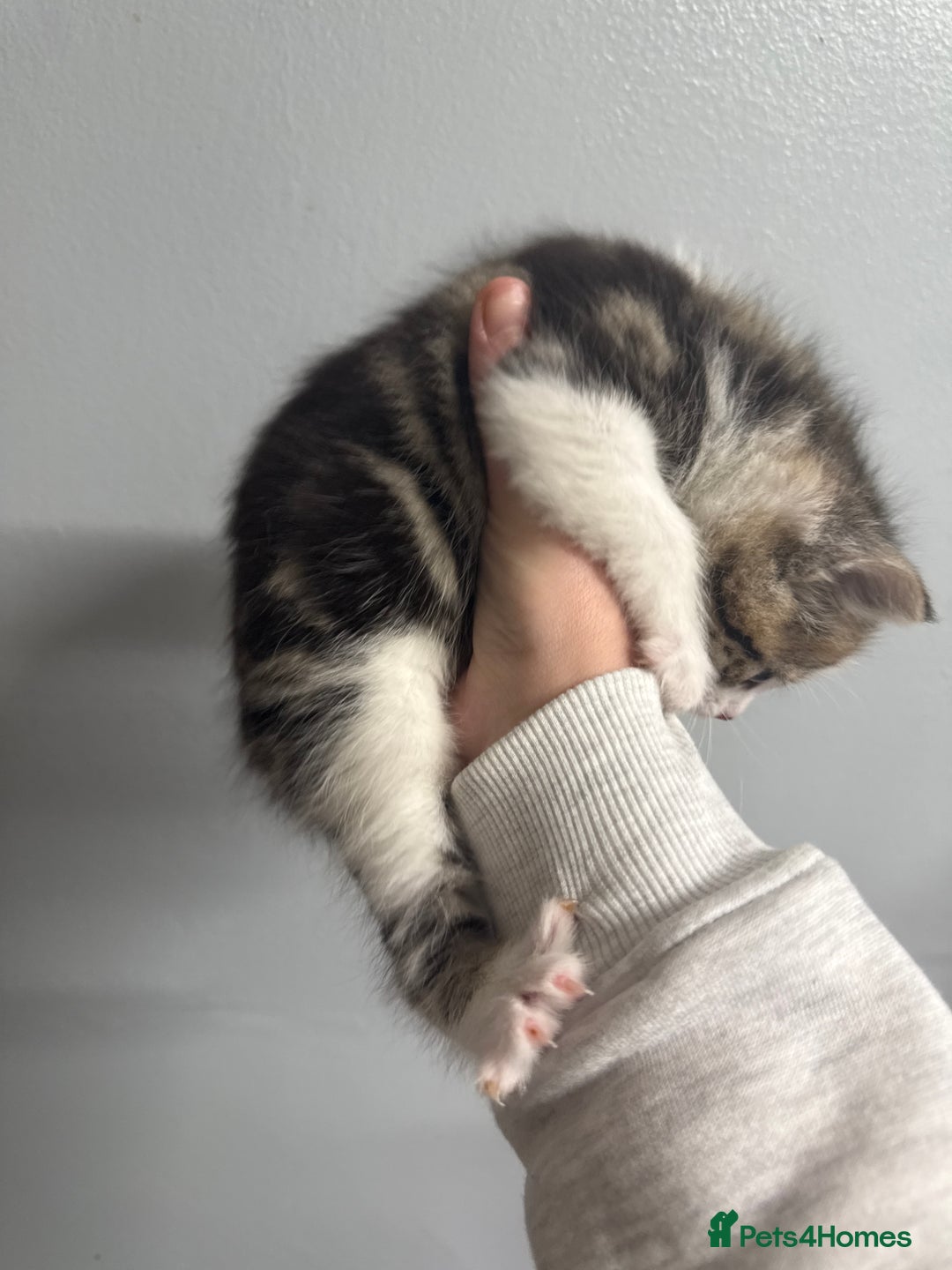 Mixed Breed cats for sale: 4 beautiful kitty’s for sale  - Advert 6