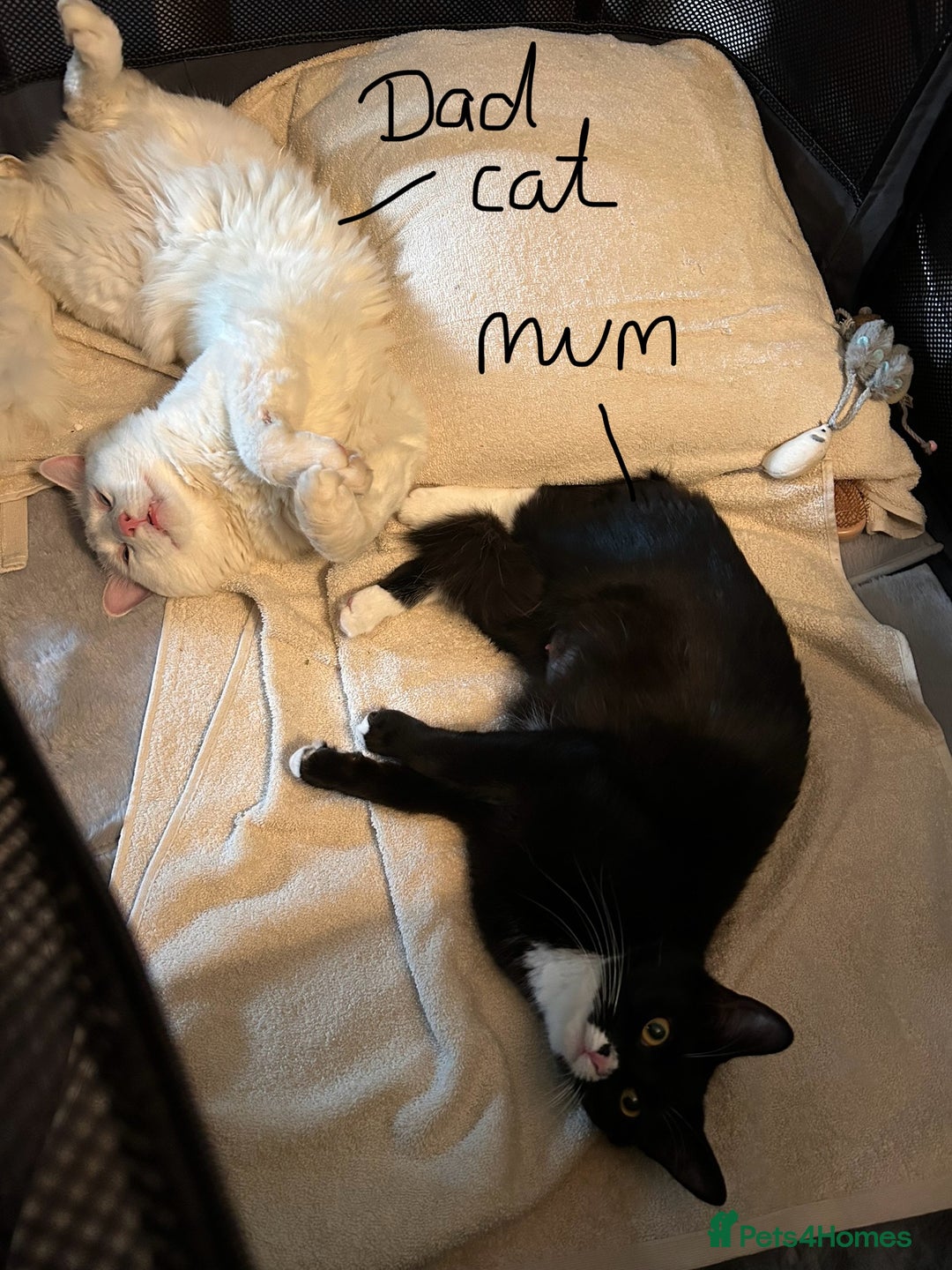 Ragdoll cats for sale: Turkish Angora/Ragdoll pure white kitten x - Image 6