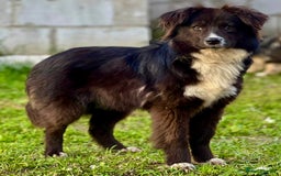 Border Collie dogs for adoption: Nika’s Story: Saved from the Brink of Death - Image 3