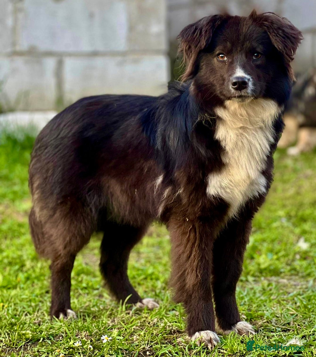 Border Collie dogs for adoption: Nika’s Story: Saved from the Brink of Death - Image 3