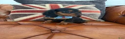 Miniature Dachshund dogs for sale: Miniature Dachshund 5 ⭐ License 5 ⭐ reviews - Advert 25
