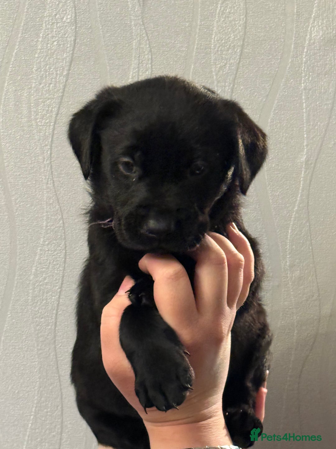 Labrador Retriever dogs for sale: Labrador puppies  - Advert 24