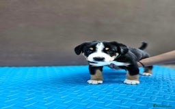 Entlebucher Mountain Dog dogs for sale: Entlebucher Mountain Dog - Image 15