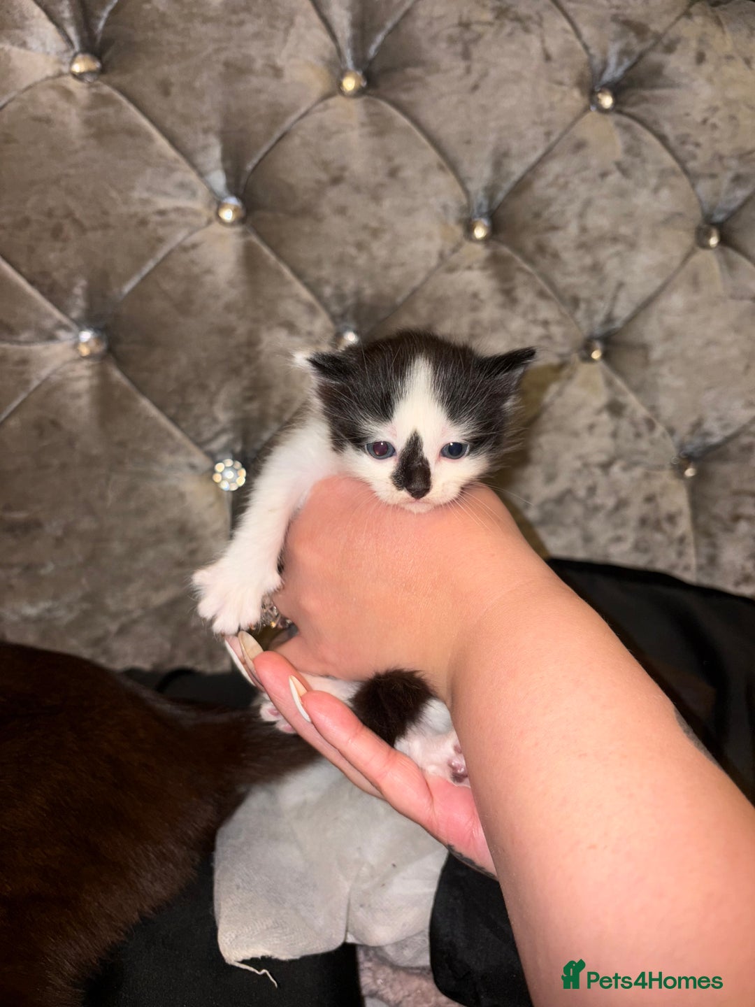 Mixed Breed cats for sale: 4 mixed Russian Blue X Norwegian Forest kittens - Advert 8