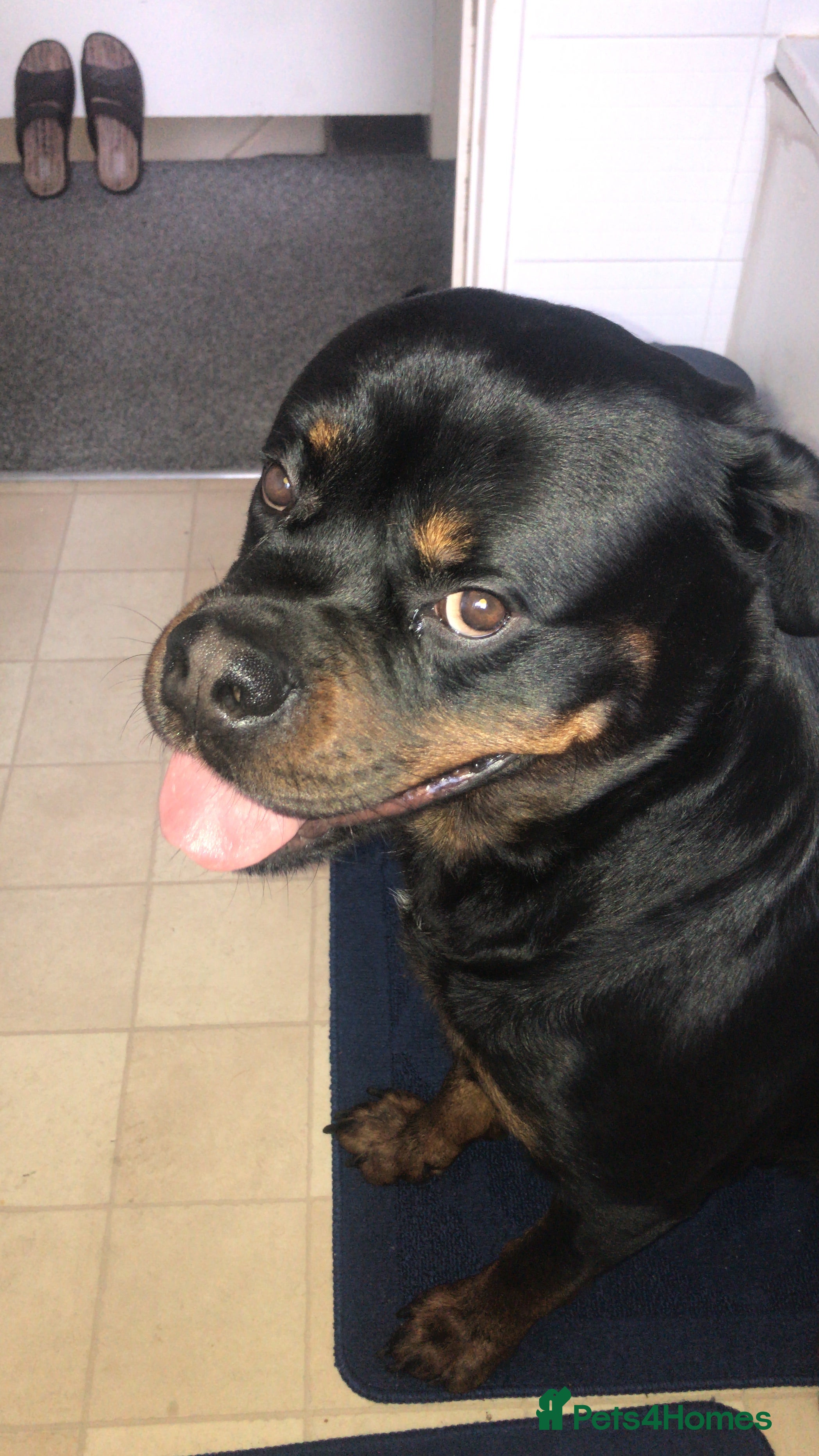 Rottweiler dogs Royce - Advert 10