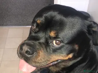 Rottweiler dogs Royce - Advert 10