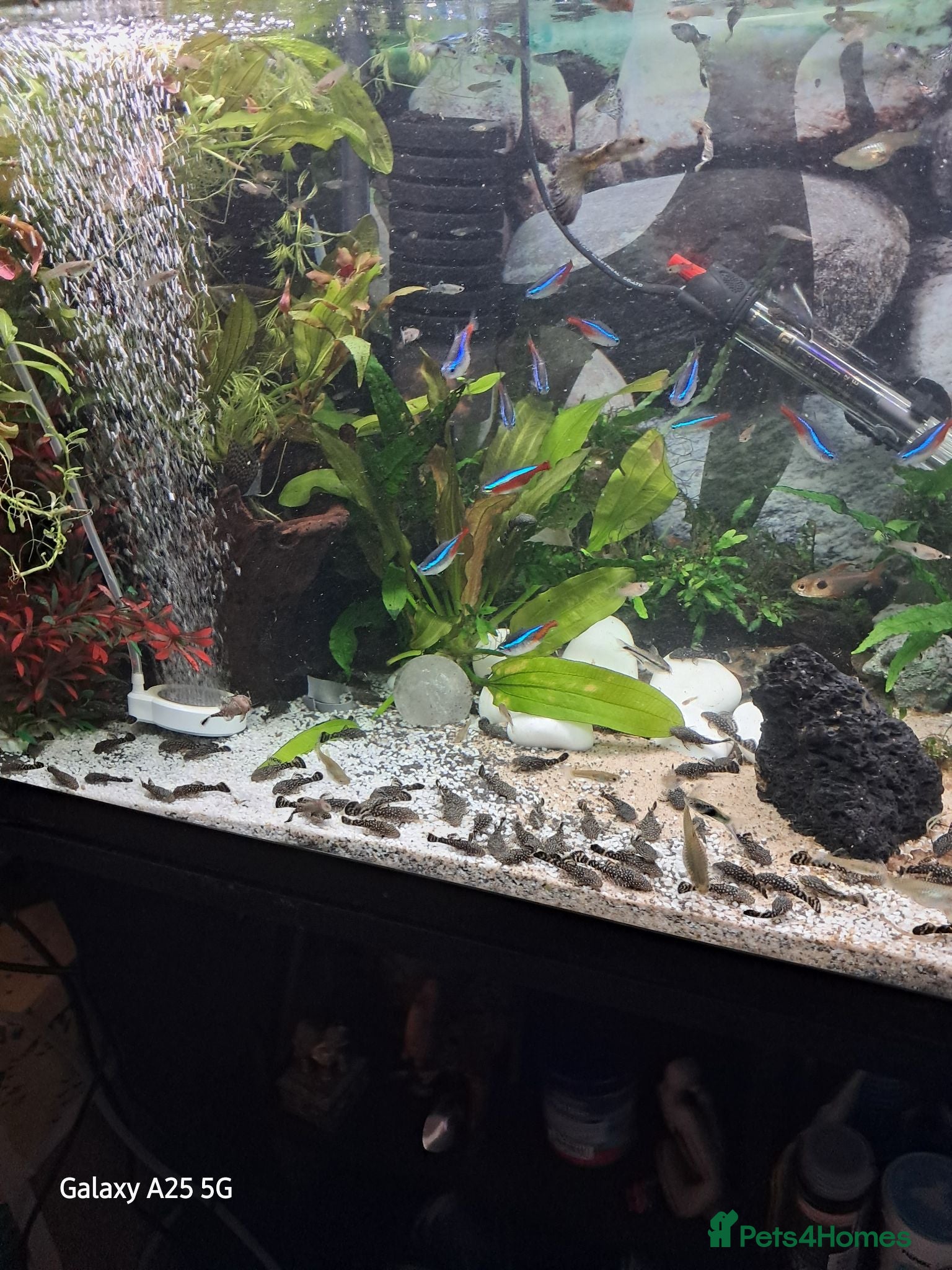 Plecos fish Juvenile common plecos bristlenose  - Advert 1