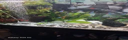 Plecos fish for sale: Juvenile common plecos bristlenose  in Gateshead - Advert 1