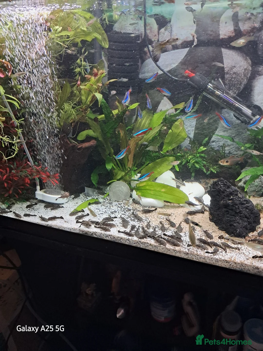Plecos fish for sale: Juvenile common plecos bristlenose  in Gateshead - Advert 1