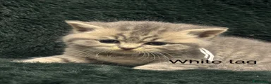 British Shorthair 7