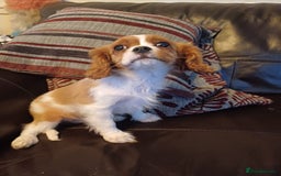 Cavalier King Charles Spaniel dogs for sale: READY kc, health tested girl - Image 18