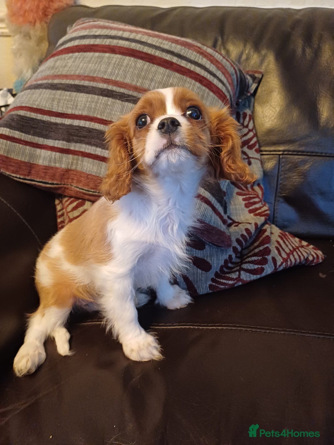 Cavalier King Charles Spaniel dogs for sale: READY kc, health tested girl - Image 18