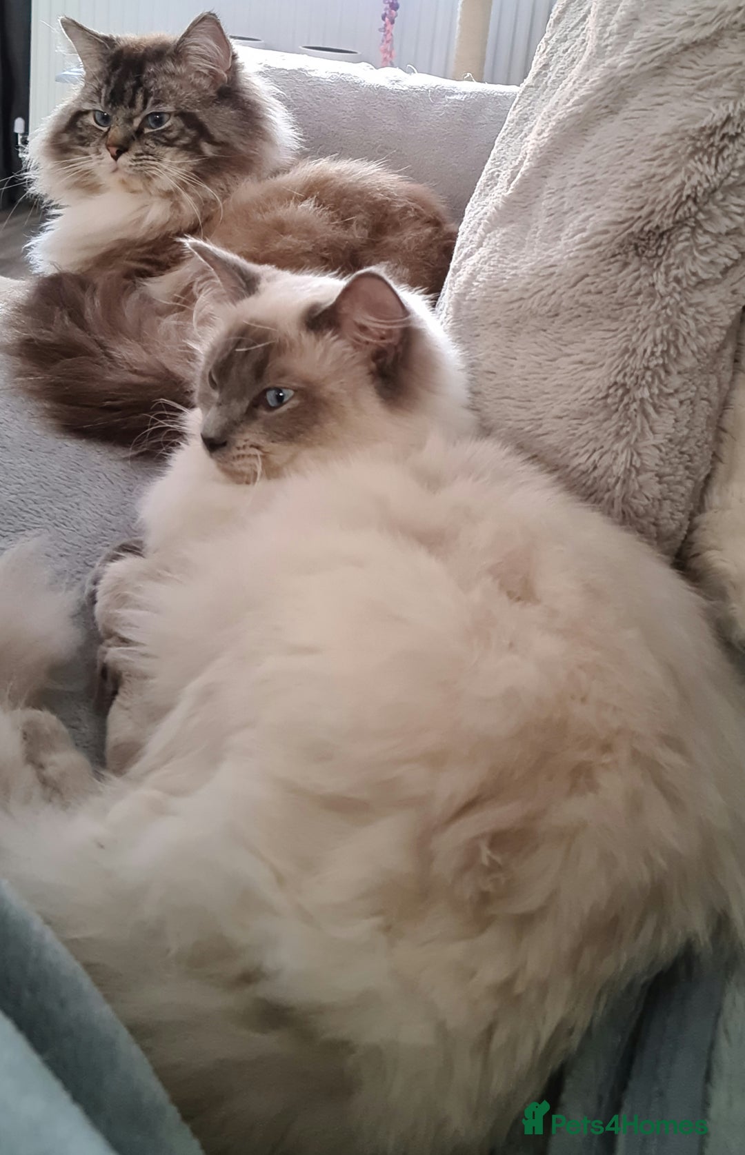 Ragdoll cats for sale: Ragdoll kitten Full Pedigree Beautiful Chunky Boys - Image 13