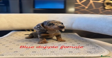 Miniature Dachshund dogs - Advert 8