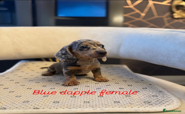Miniature Dachshund dogs - Advert 9