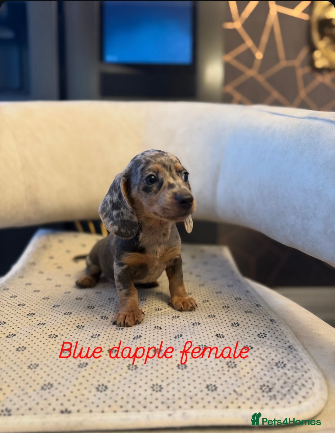 Miniature Dachshund dogs for sale: Miniature Dachshund  - Image 2