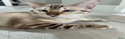 Bengal cats for sale: Yeyo. - Advert 8
