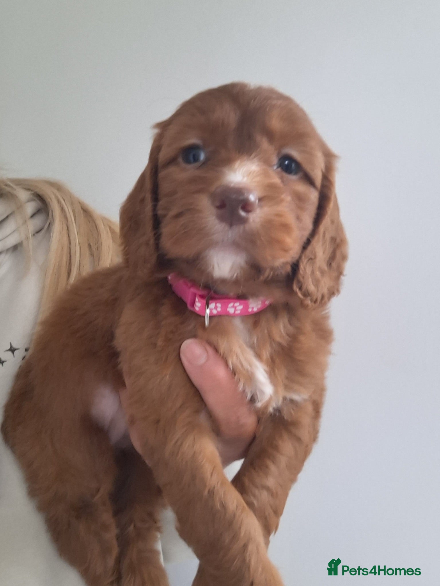 Cockapoo dogs RED COCKERPOO pups F1 - Advert 1