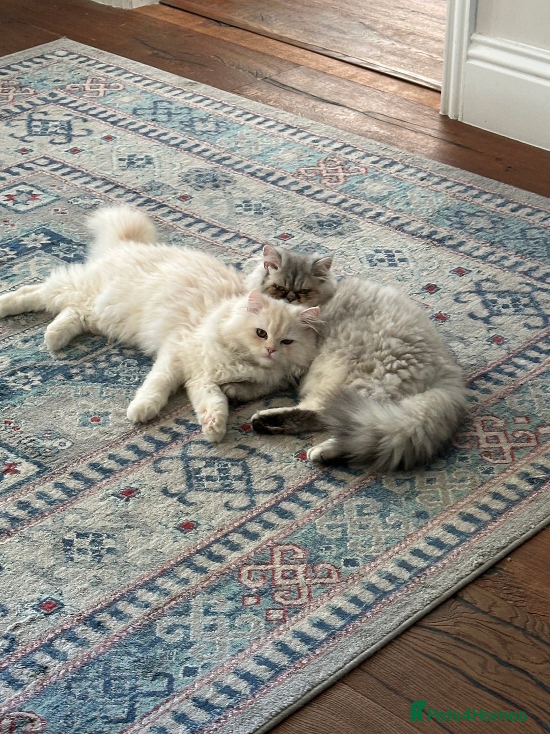 Persian cats for sale: Chinchilla kittens  - Image 6