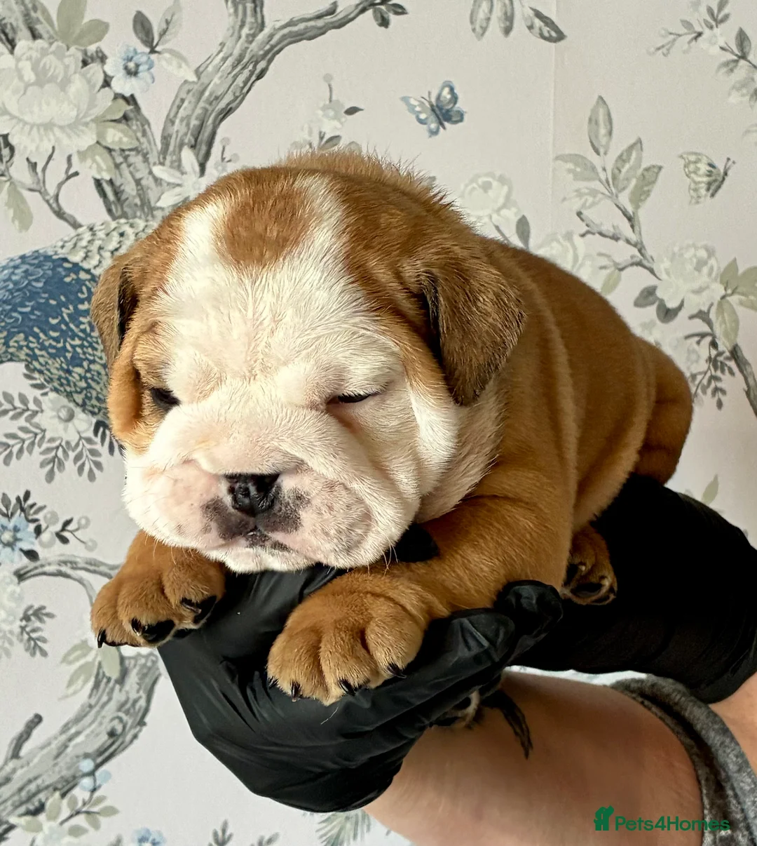 English Bulldog dogs for sale: English Bulldogs in Spalding - Advert 13