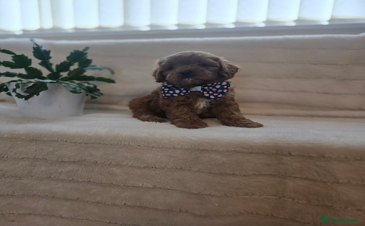 Cavapoo dogs - Advert 11