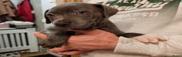 Staffordshire Bull Terrier dogs for sale: Not KC Reg Blue Staffordshire bull terrier boy - Advert 17