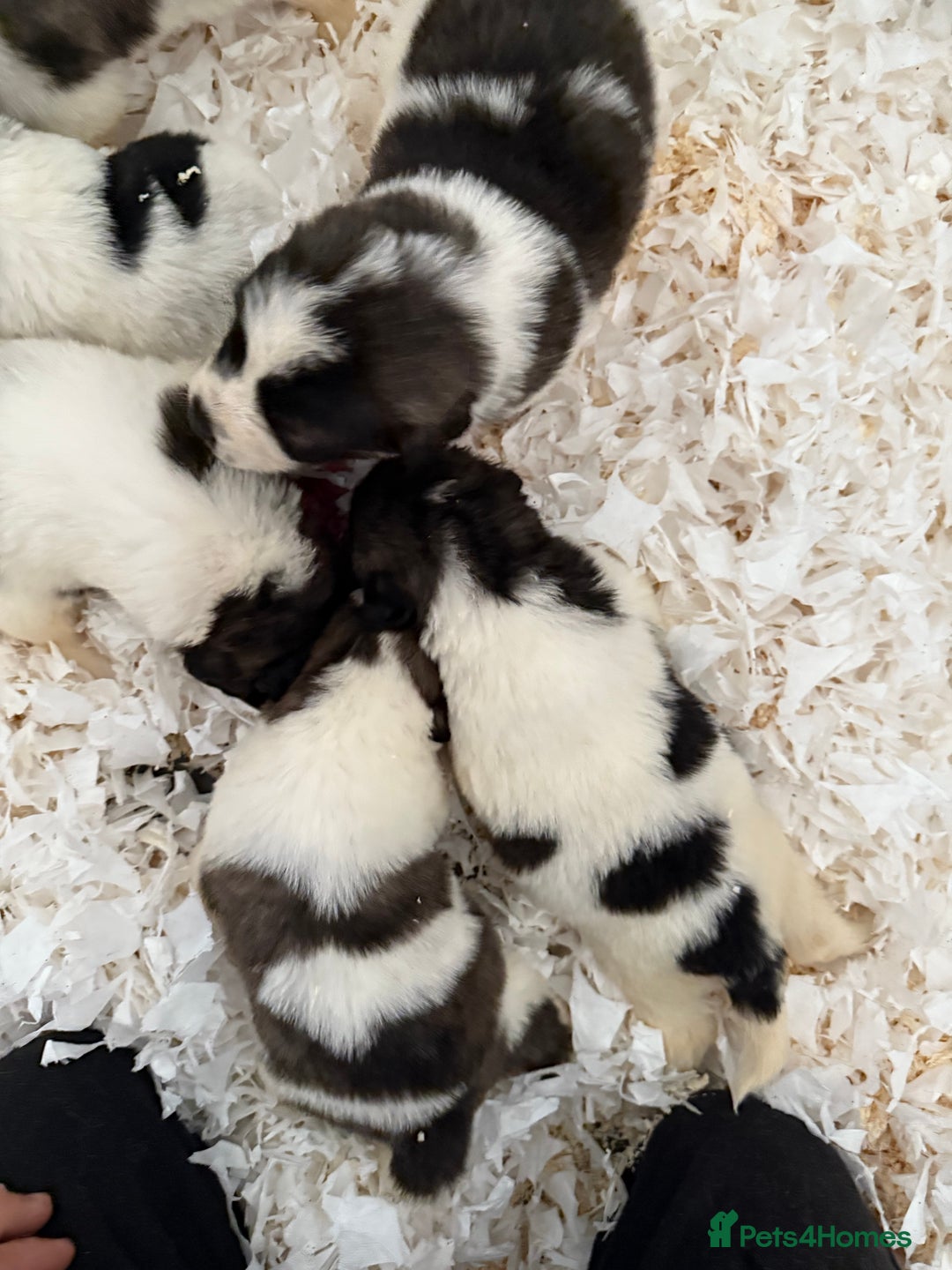 Pyrenean Mastiff dogs for sale: KC registered Pyrenean Mastiffs - Image 3