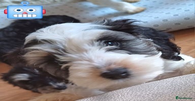 Cockapoo dogs - Advert 13
