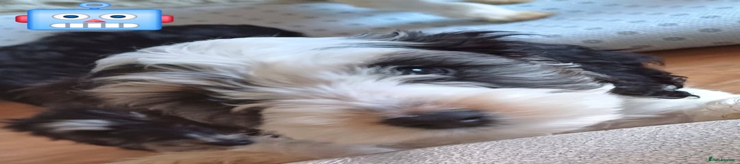 Cockapoo Puppy 2