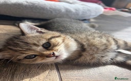 British Shorthair cats for sale: 💎Rare Silver & Spotted BSH Kittens ns 12 & n 24🐾 - Image 15