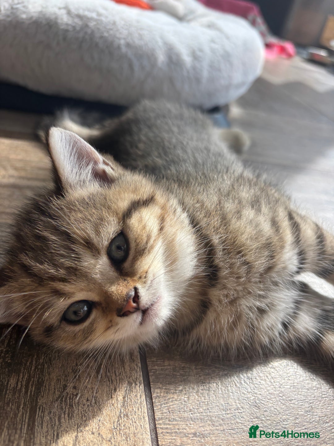 British Shorthair cats for sale: 💎Rare Silver & Spotted BSH Kittens ns 12 & n 24🐾 - Image 15