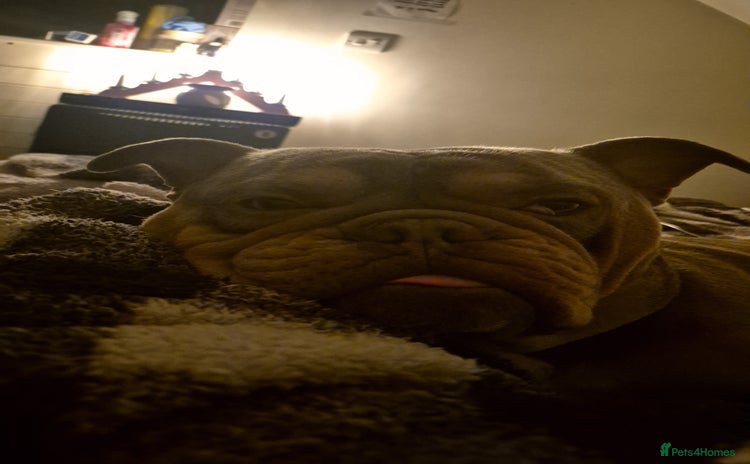 Olde English Bulldogge dogs - Advert 1
