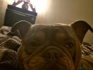 Olde English Bulldogge dogs - Advert 34